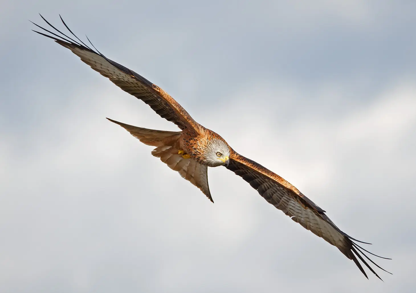 Nibbio Reale: censiti 79 esemplari in Campania