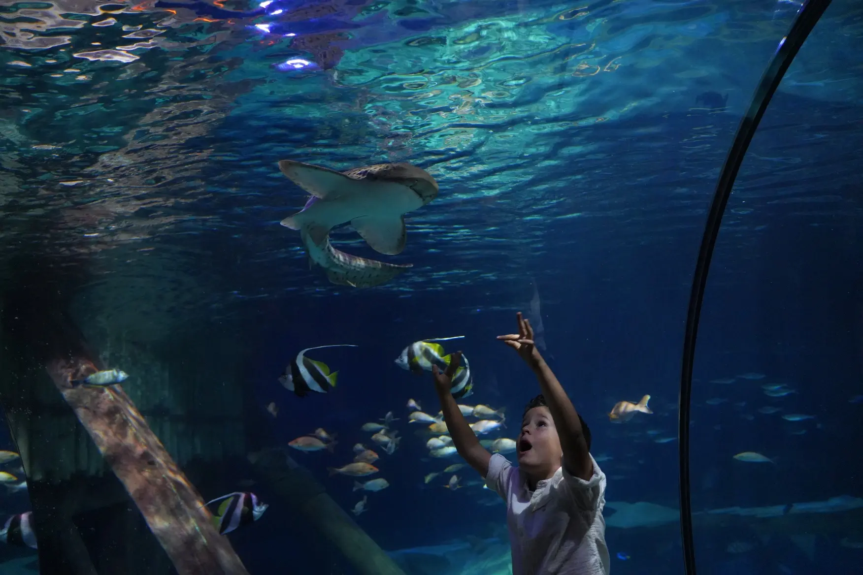 Settimana educativa a Gardaland SEA LIFE Aquarium: protagonisti il Mediterraneo e gli squali
